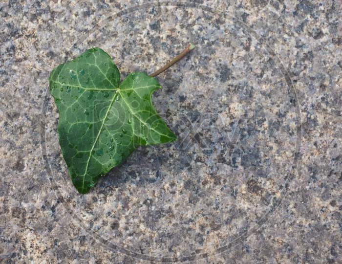 Ivy Hedera Plant Leaf