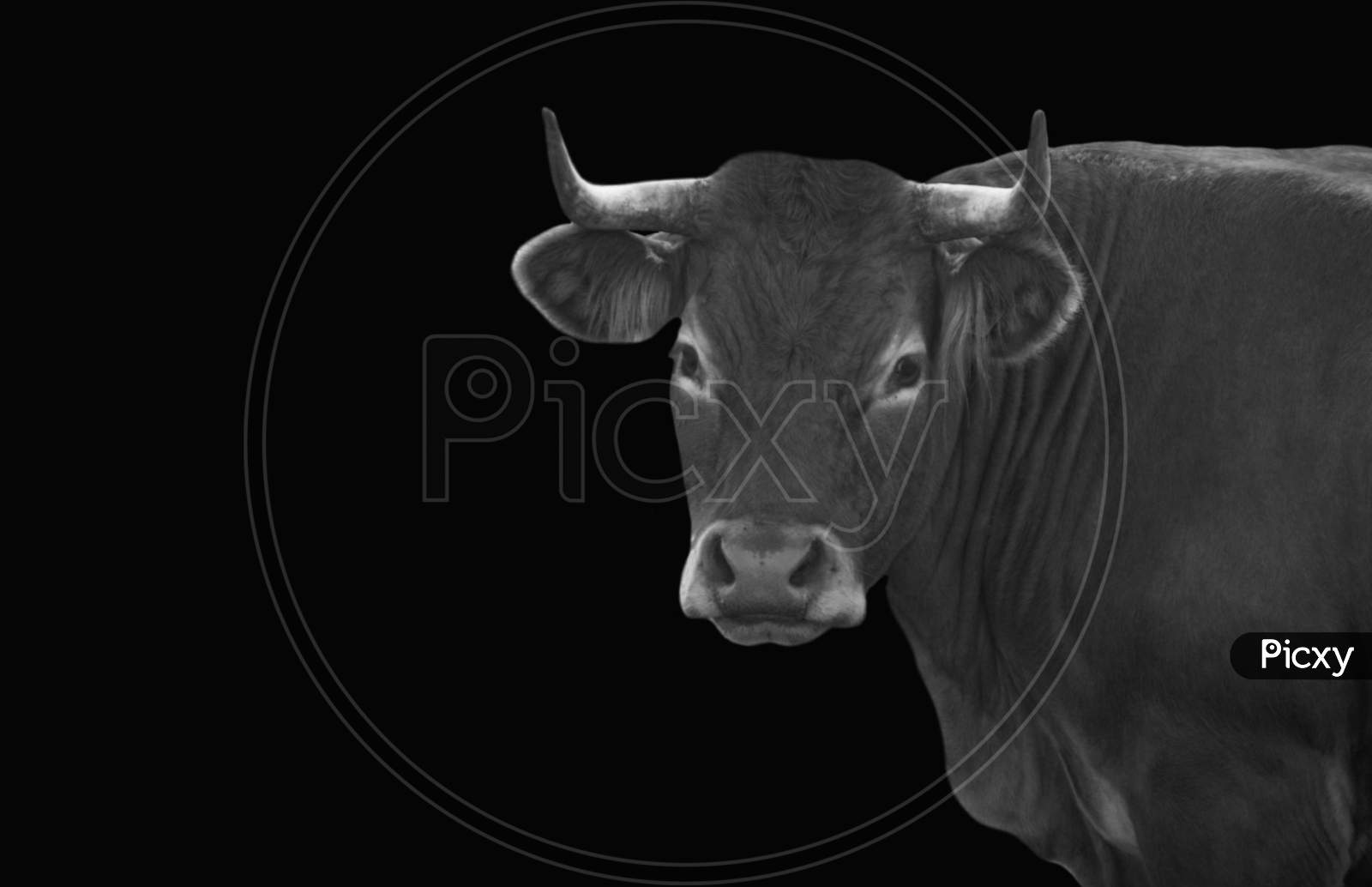 Funny Black Portrait Cow Face