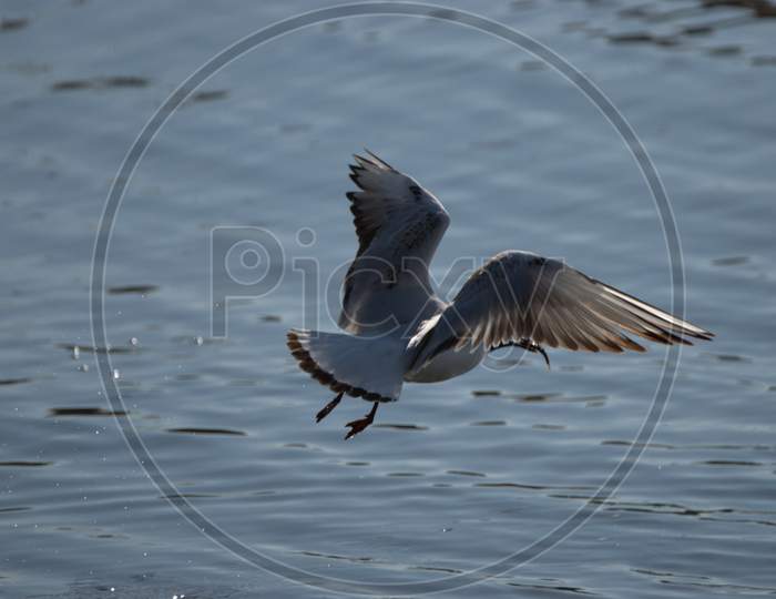 Seagull With A Fish At The Lake Of Constance In Switzerland 23.4.2021