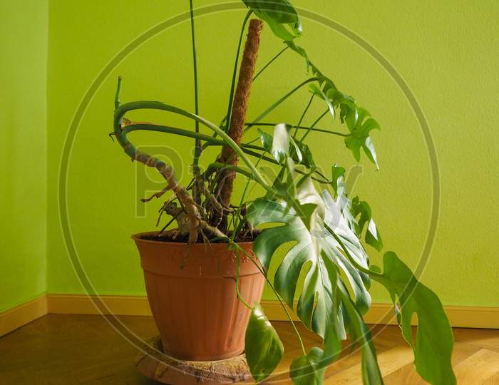 Ceriman (Monstera Deliciosa) Plant