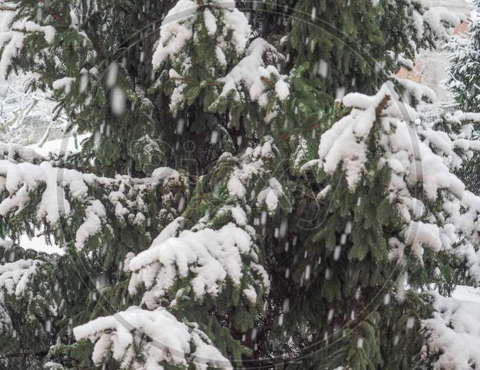 Pine Tree In Winter
