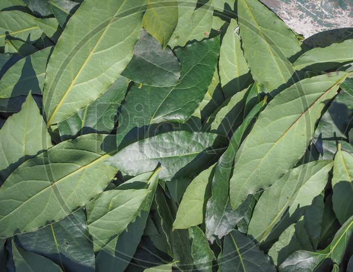 Bay Tree Leaf