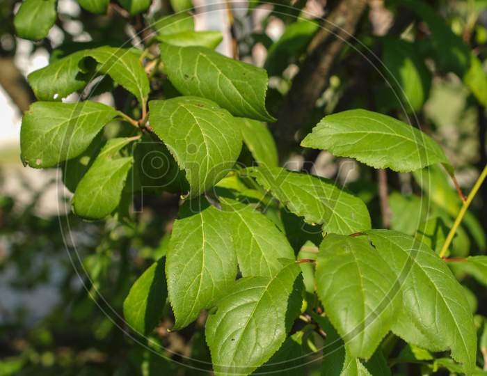 Prune Tree Leaf