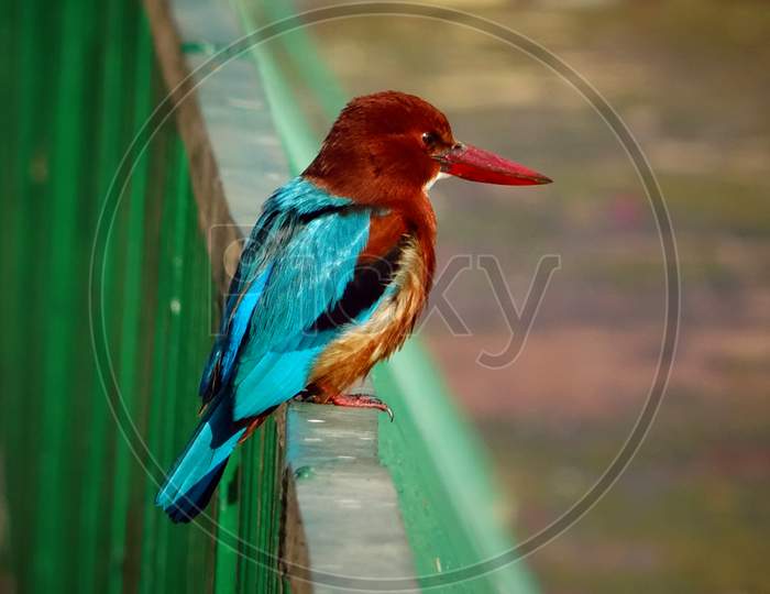 A Beautiful White-throated Kingfisher sitting on a grill.
