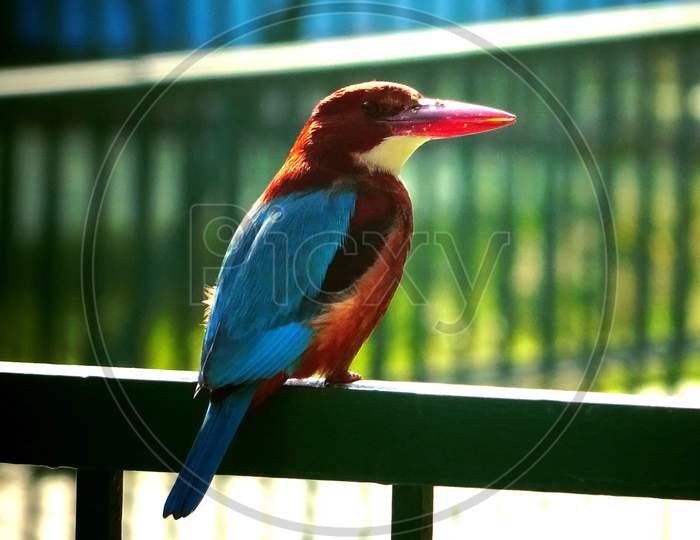 A Beautiful White-throated Kingfisher sitting on a grill.