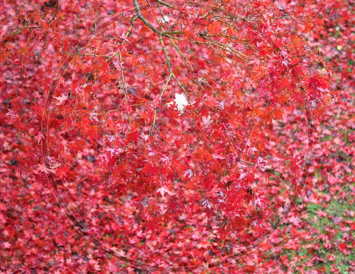 Red Autumn Leaves Texture Background