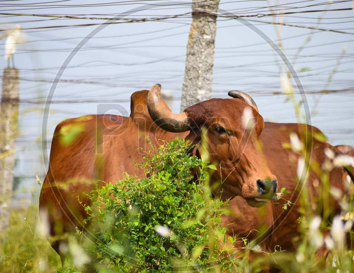 brown cow
