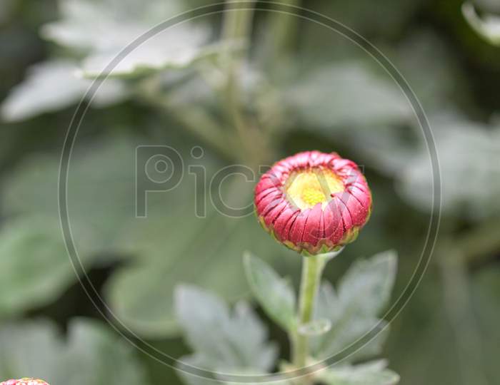 Chrysanthemum Plant (Anthemideae) Purple Flower