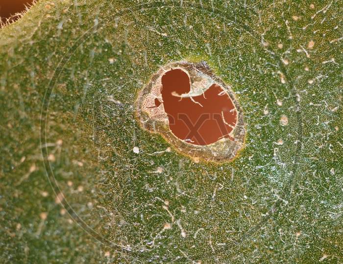 Houseplant Leaf Damaged By Caterpillars