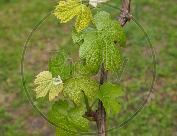 Grapevine Plant (Vitis Vinifera)