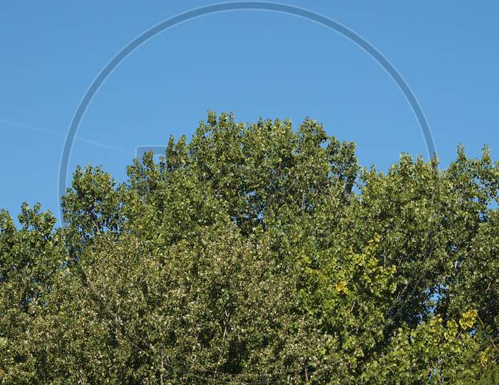 Poplar (Populus) Tree Over Blue Sky