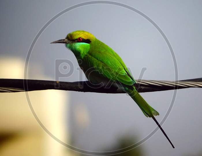 A green bee eater bird sitting on an electric wire