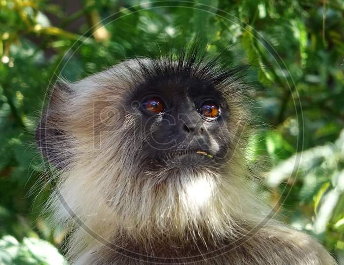 close-up of a monkey staring up at the sky. Indian Langur Monkey.