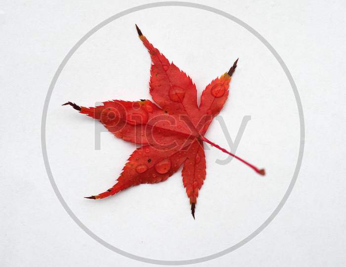 Maple Acer Tree Leaf