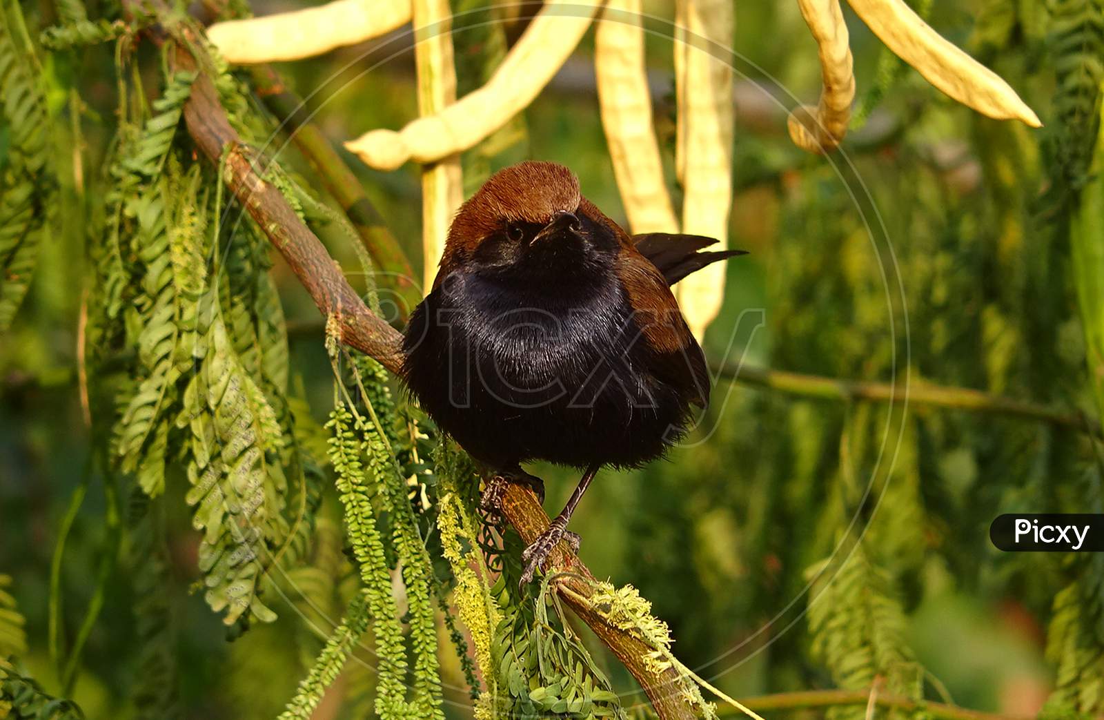 A beautiful black bird with brown head sitting on a small tree branch . Bird have a glossy black body and a brown head.