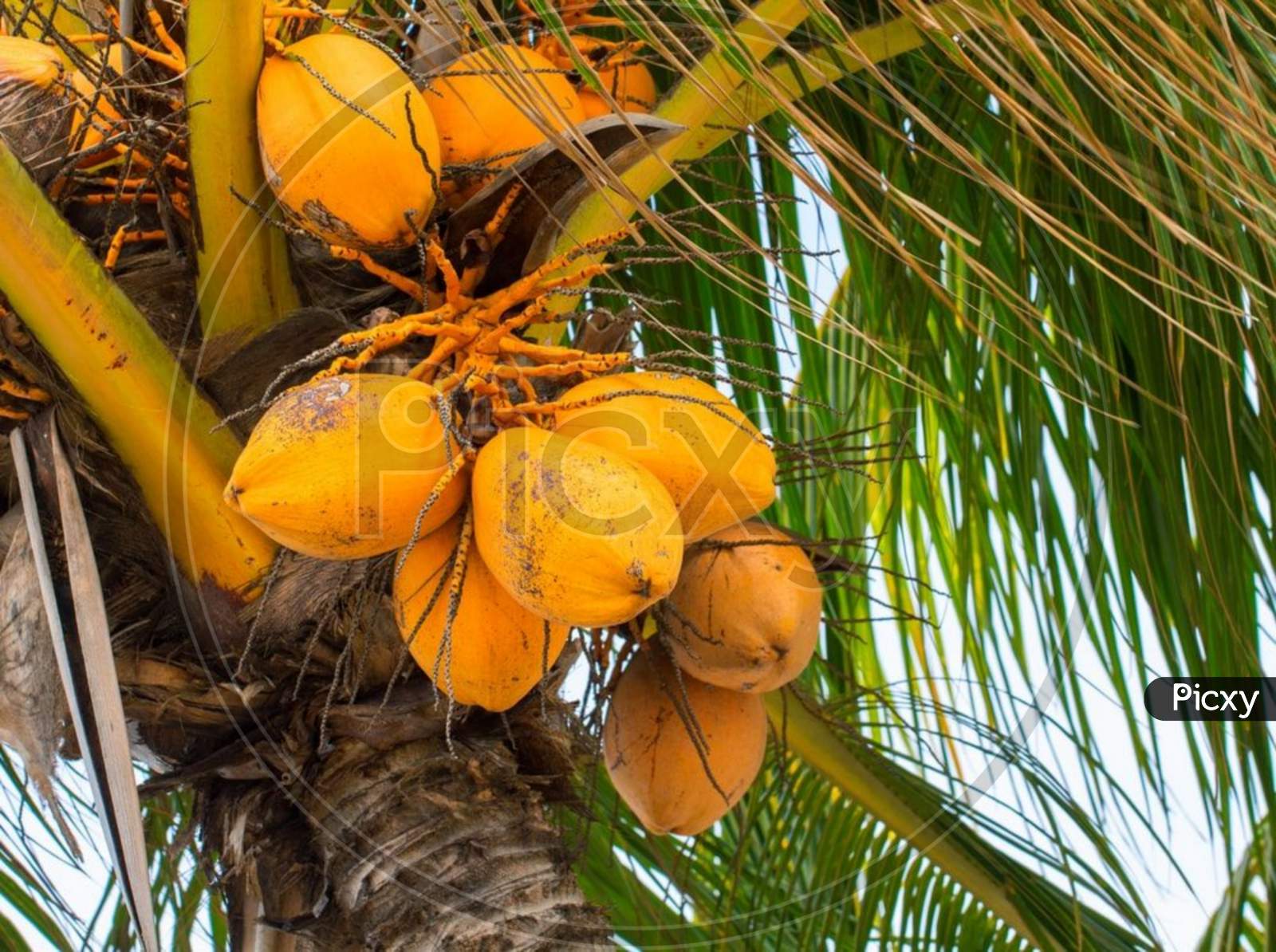 coconut tree photo jpg