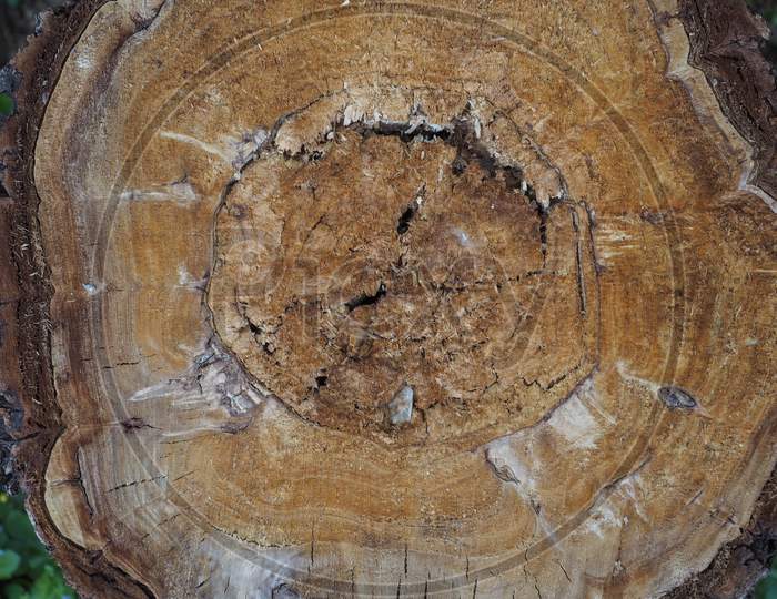 Tree Trunk Section