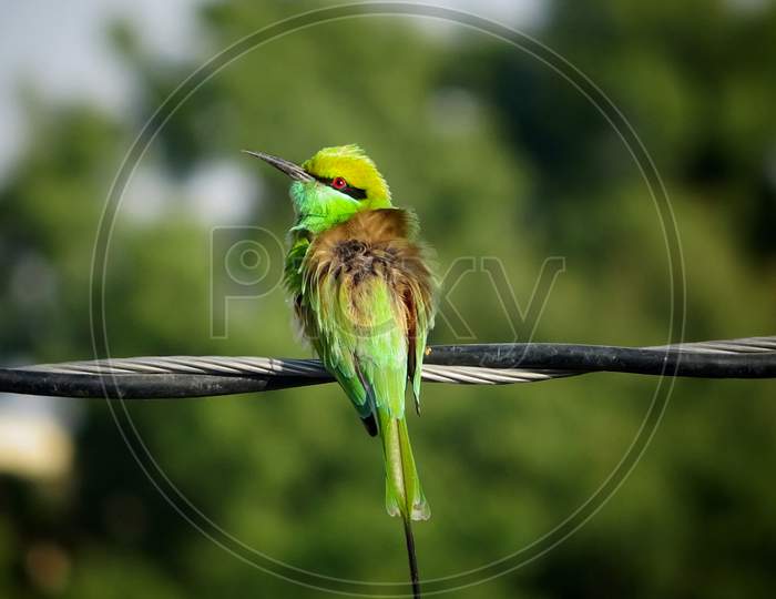 A green bee eater bird sitting on an electric wire