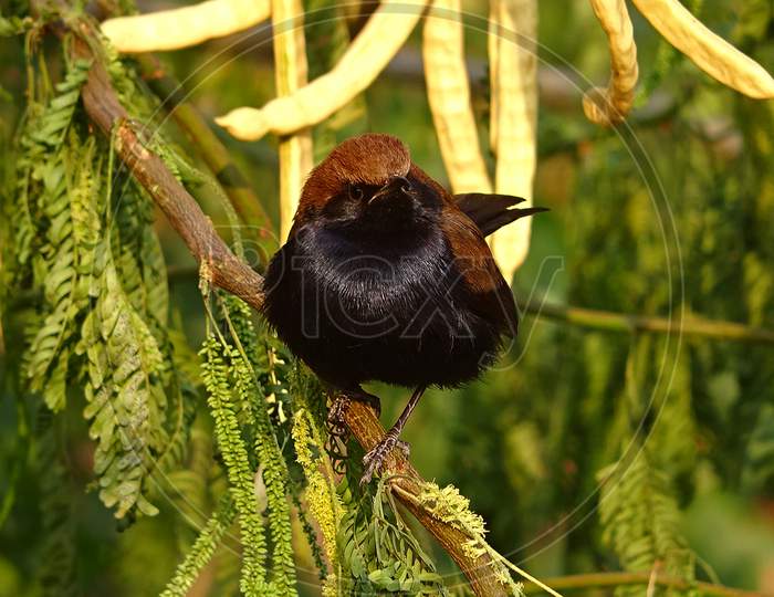 A beautiful black bird with brown head sitting on a small tree branch . Bird have a glossy black body and a brown head.
