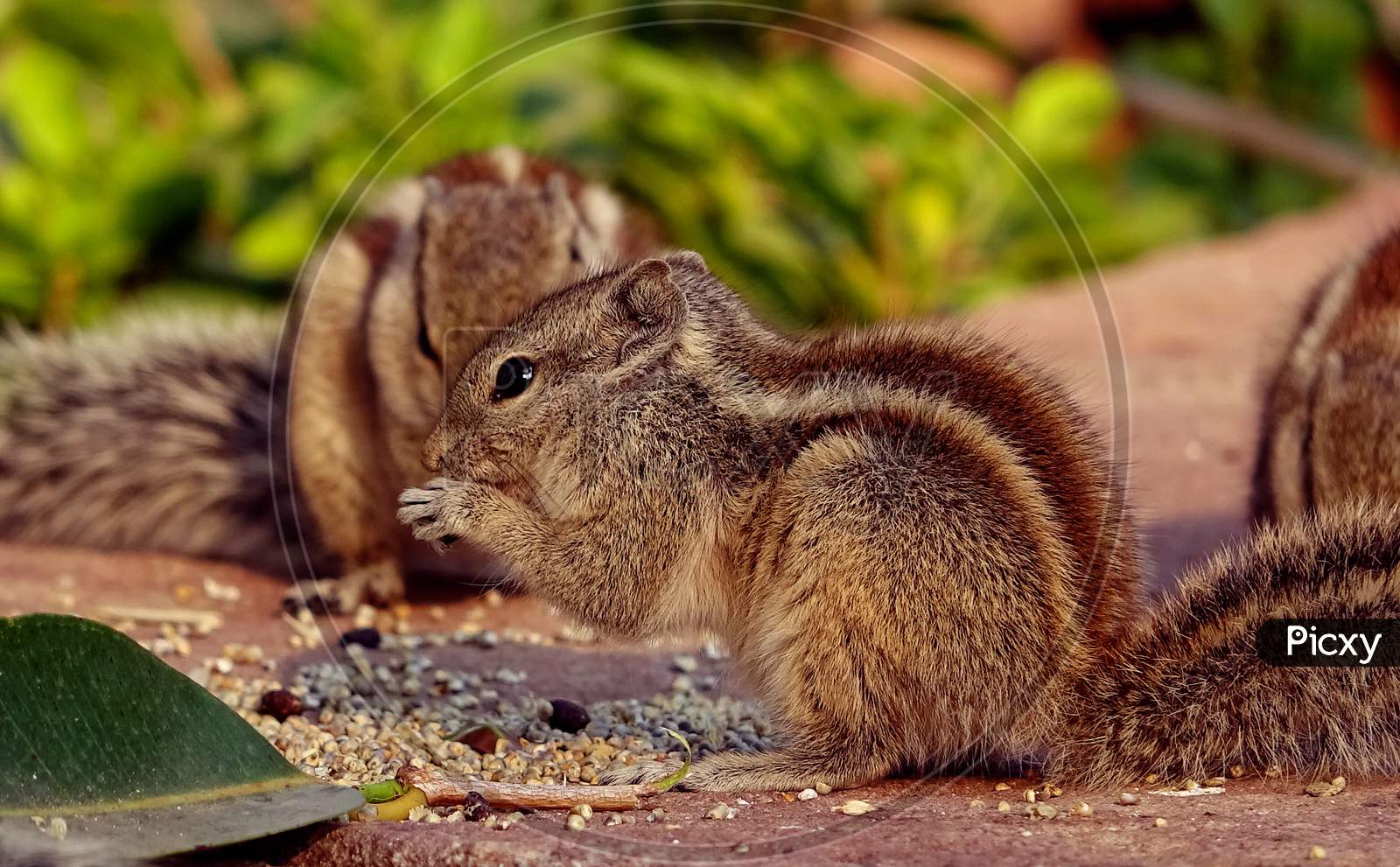 The Indian palm squirrels or three-striped palm squirrels eating grains