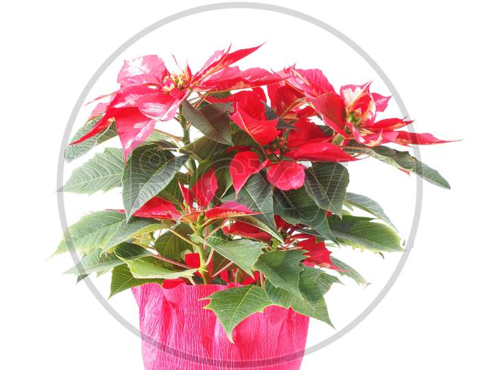 Christmas Star Plant (Poinsettia Euphorbia Pulcherrima) Red Flower
