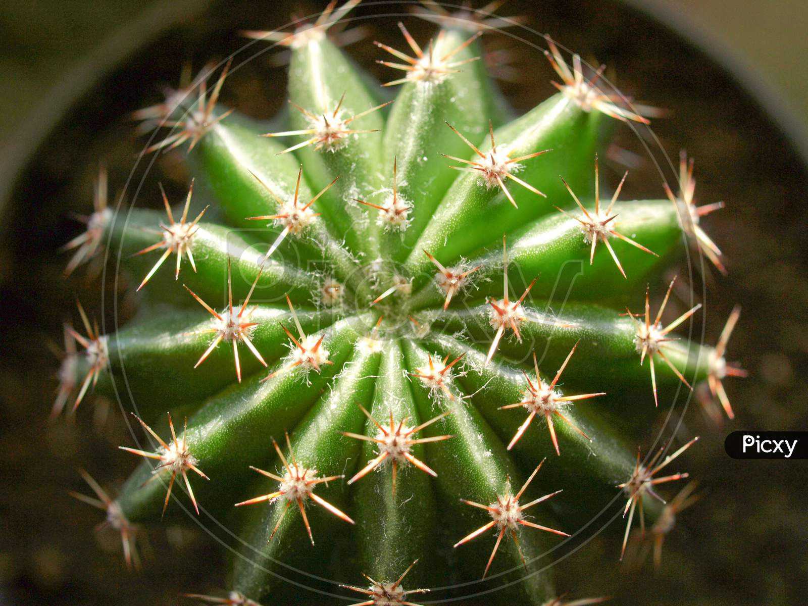 Cactus Plant (Cactaceae)