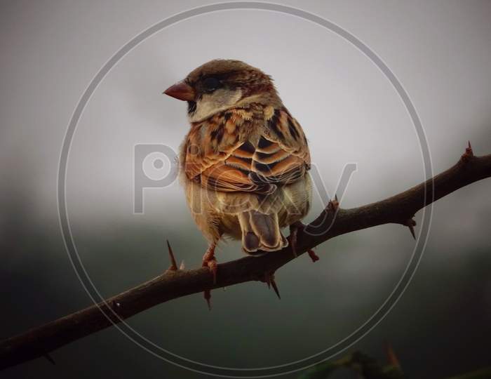 A house sparrow  sitting on a small tree branch