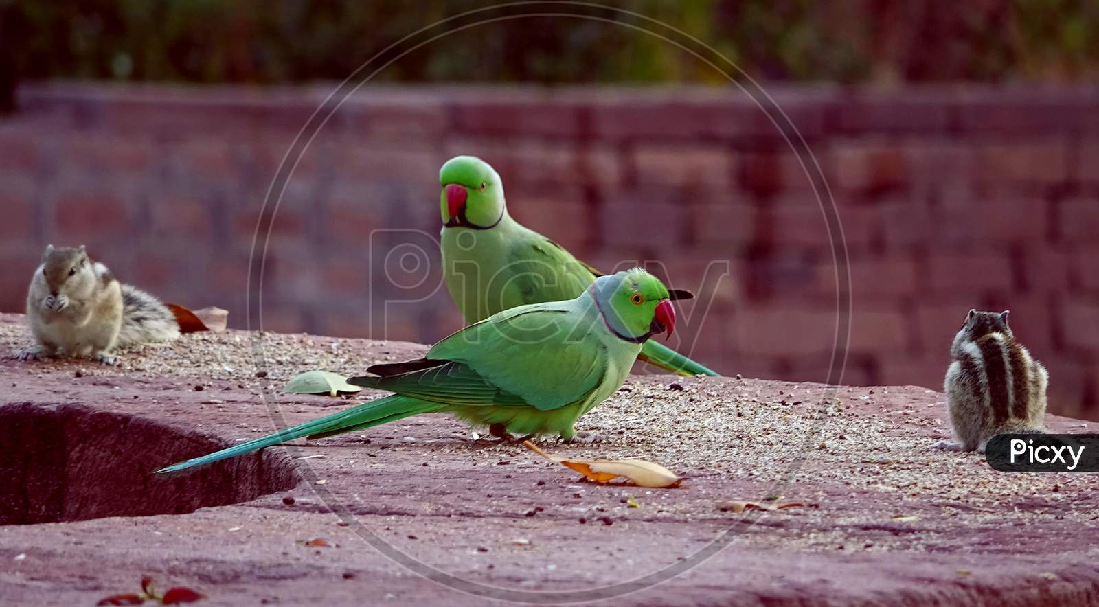 a pair of parrots & three-striped palm squirrels eating grains