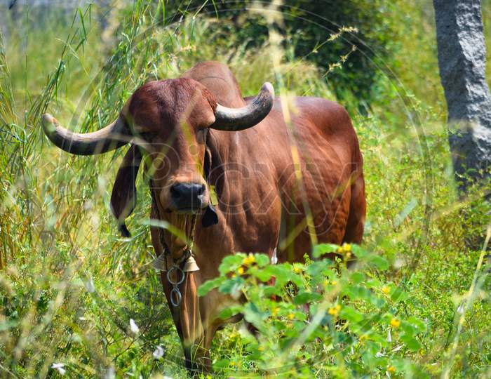 brown cow
