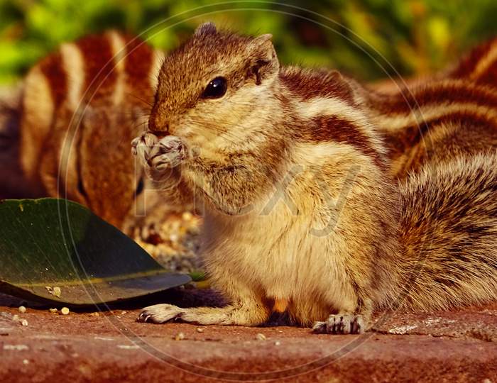 The Indian palm squirrels or three-striped palm squirrels eating grains