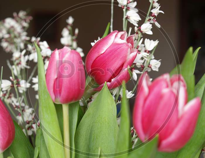 Tulip Plant (Tulipa Gesneriana) Pink Flower