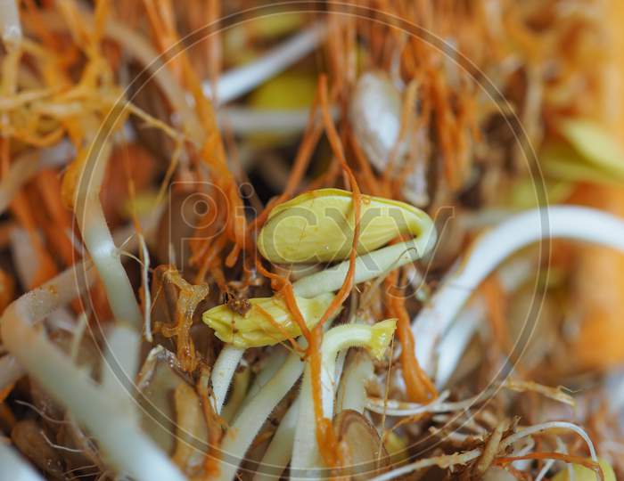 Pumpkin Seeds Sprouts