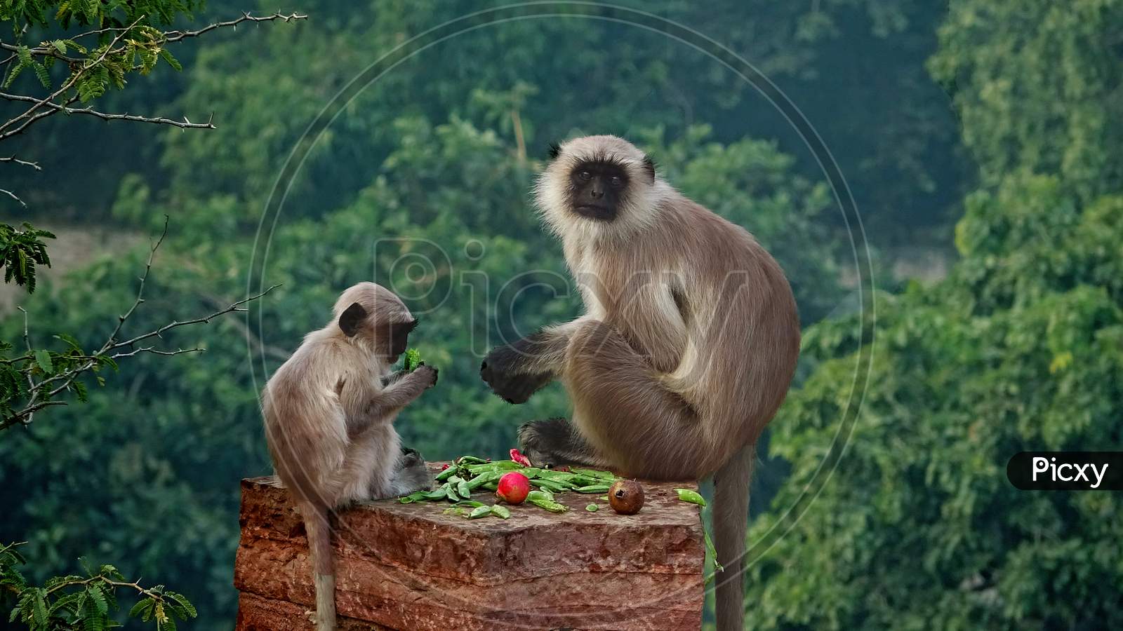 baby monkey and his mother eating fruit.
