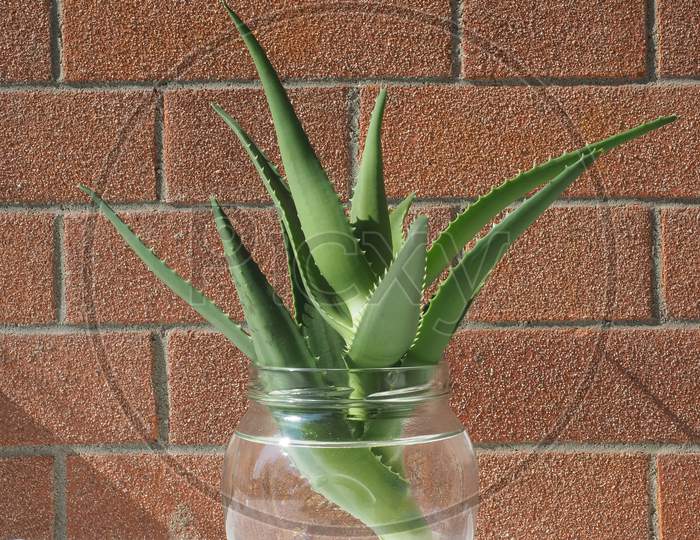 Aloe Vera Plant Cutting