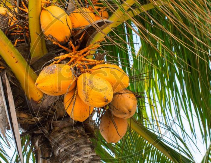 coconut tree photo jpg
