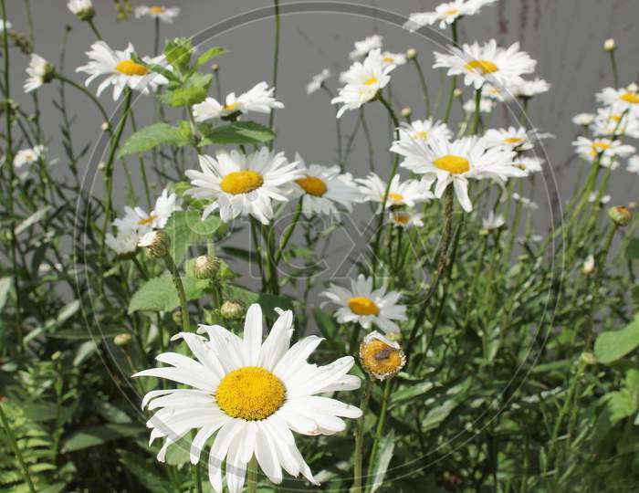 Common Daisy Plant (Bellis Perennis) White Flower