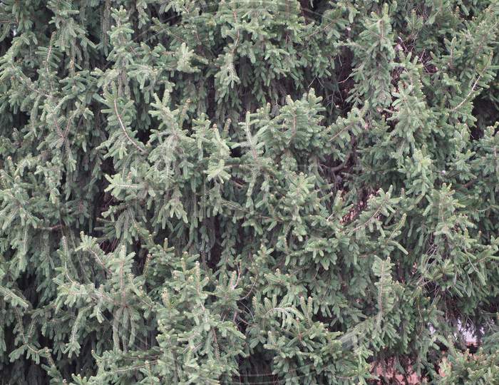 Pine (Pinus Pinaceae) Tree Background