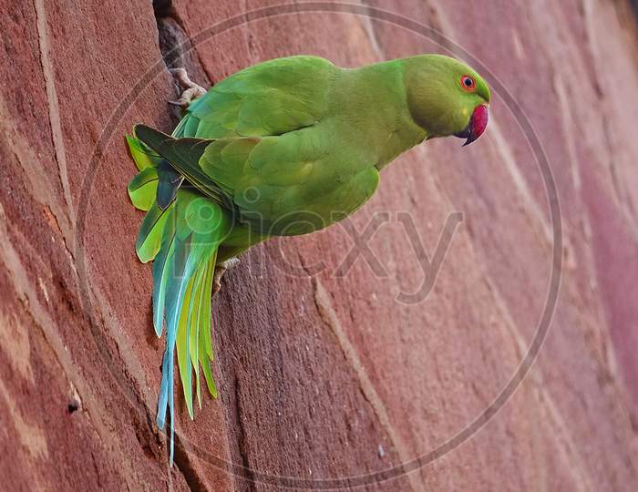 A green parrot sitting on an ancient brick wall. Green indian parrots