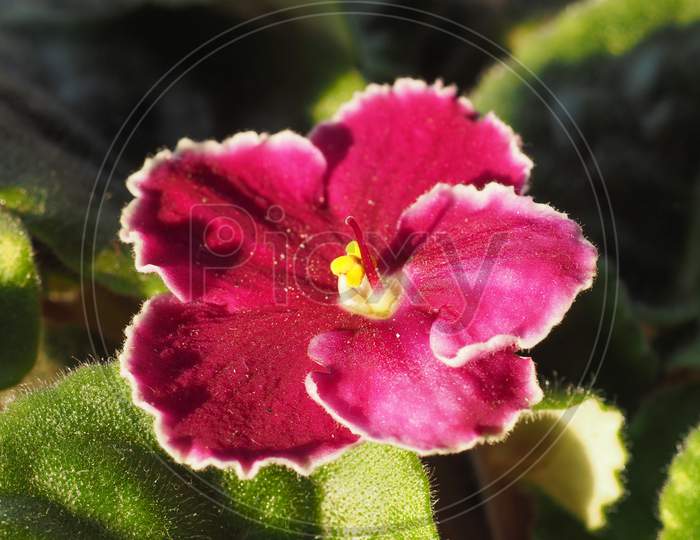 Pink Saintpaulia Flower