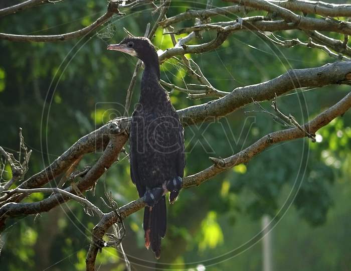 Little black cormorant bird sitting on a small tree branch. Water bird