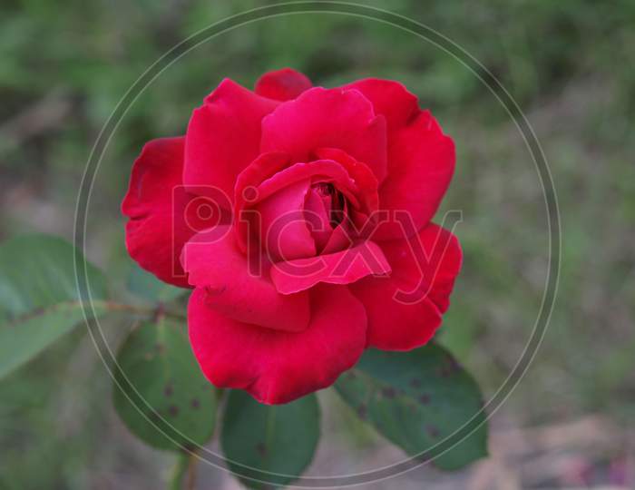 Rose Plant (Rosa) Red Flower