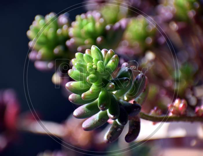 Green Plant In Flower Pot At Home. Selective Focus On Subject, Background Blur
