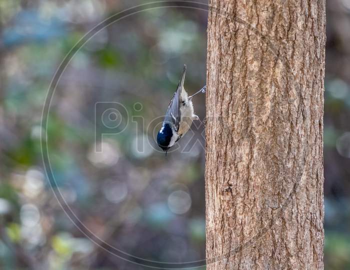 Coal Tit Clinging To A Tree