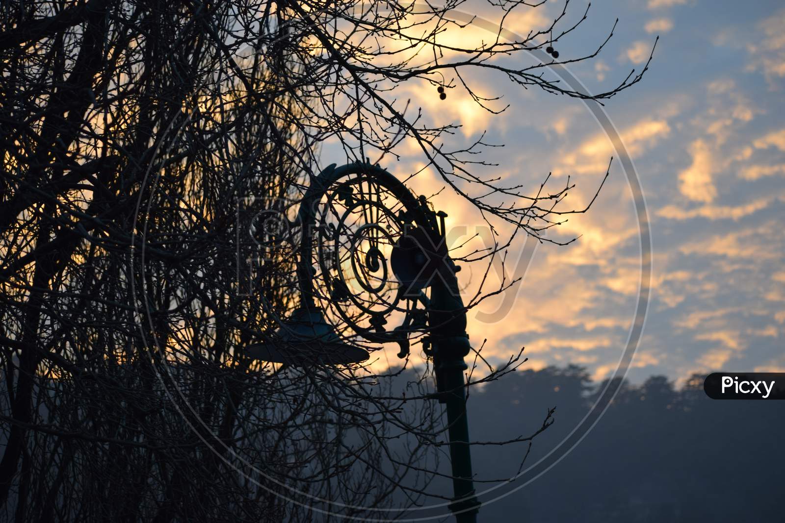 Beautiful Picture Of Black Road Side Lamp Behind The Tree Branch In India. Background Blur