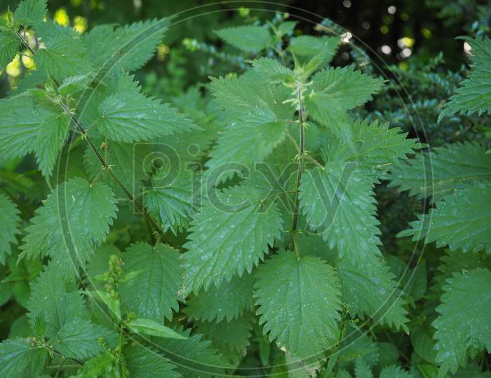 Nettle (Urtica) Plant