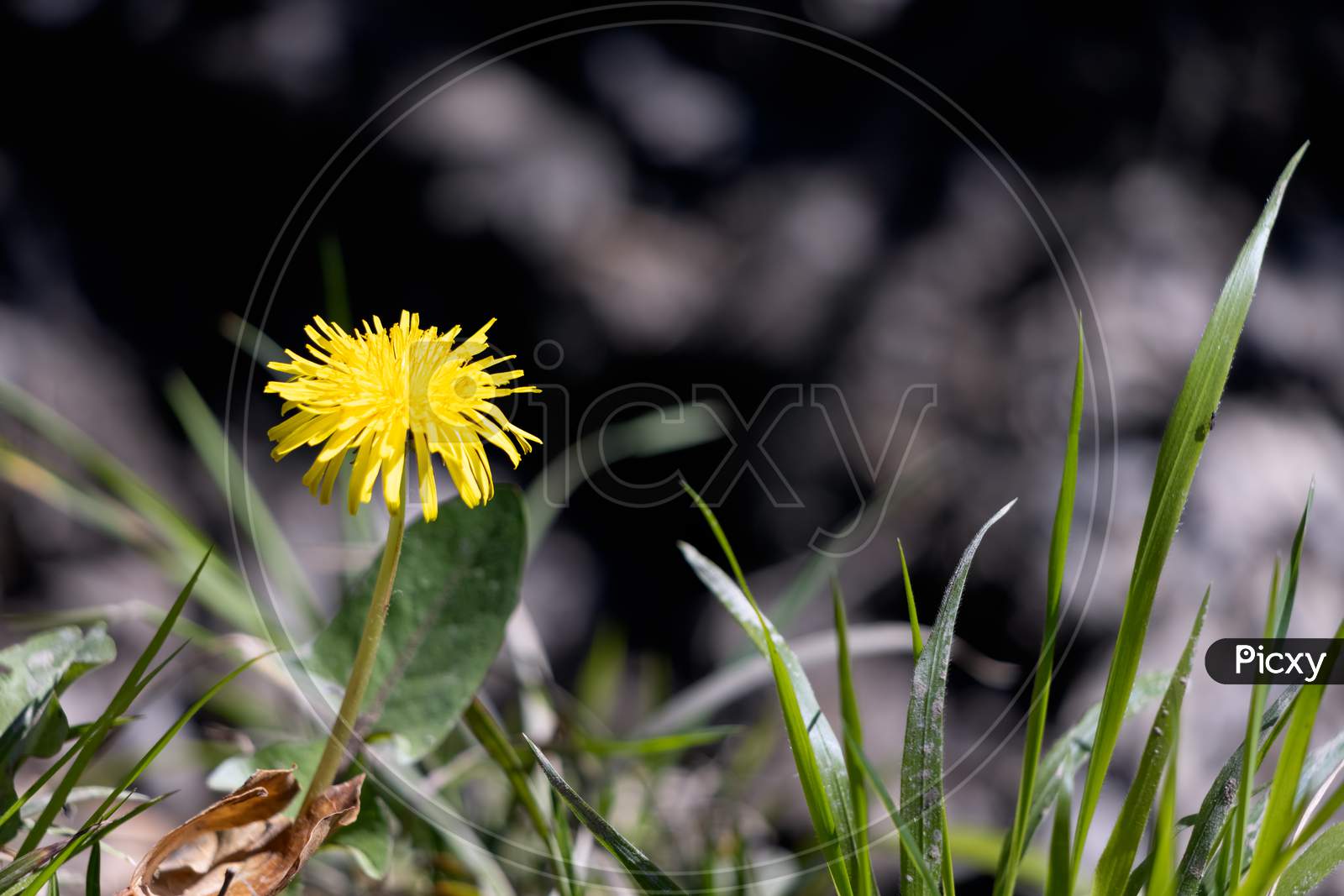 Close-Up Of A Single Dandelion (Taraxacum) In The Spring Sunshine