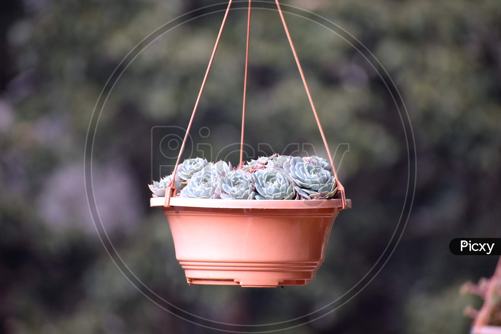 Close Up Picture Of Flower Pot At Home. Selective Focus On Subject, Background Blur