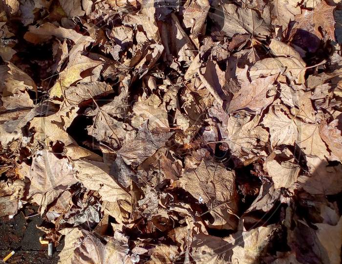 Fallen Leaves In Autumn