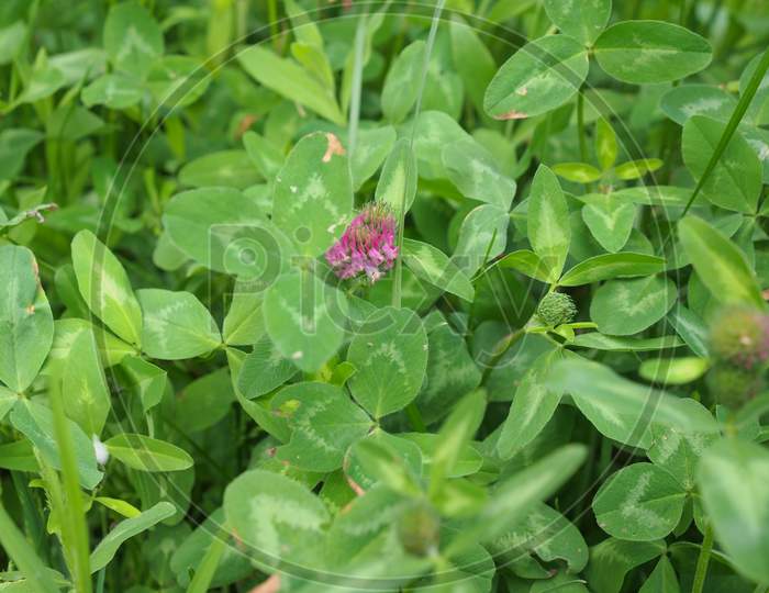 Clover Plant (Trifolium)