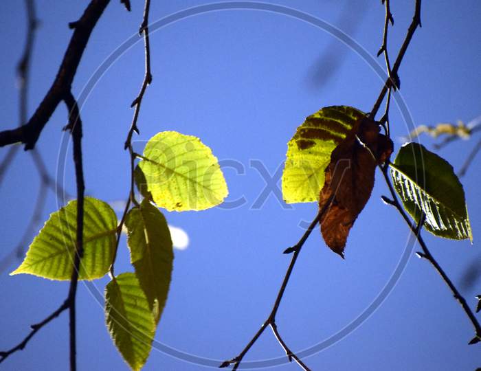 Beautiful Picture Of Green Leaf And Tree Branch. Blue Sky In Background. Selective Focus On Subject
